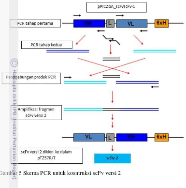 Gambar 5 Skema PCR untuk kosntruksi scFv versi 2 