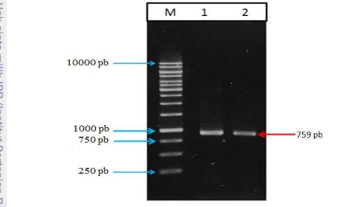 Gambar 6 Produk amplifikasi PCR plasmid pAF-scFv-1 dengan pasangan primer 