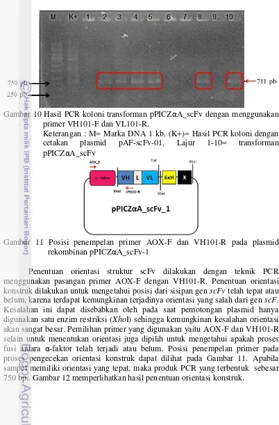 Gambar 10 Hasil PCR koloni transforman pPICZ αA_scFv dengan menggunakan 
