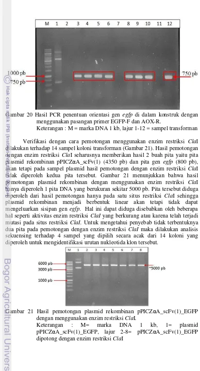 Gambar 20 Hasil PCR penentuan orientasi gen  egfp di dalam konstruk dengan 