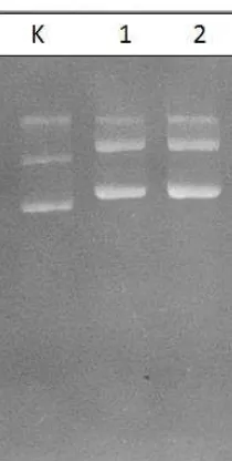 Gambar 22 Hasil isolasi DNA plasmid pPICZ αA_scFv(1)_EGFP 