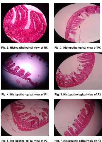 Fig. 7. Histopathological view of P4  