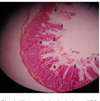 Fig. 8. Histopathological view of P5 