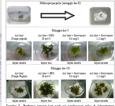 Gambar 8  Performa rusampai hari ma rumput laut pada uji pembesaran talus di labohari ke&70 i laboratorium 
