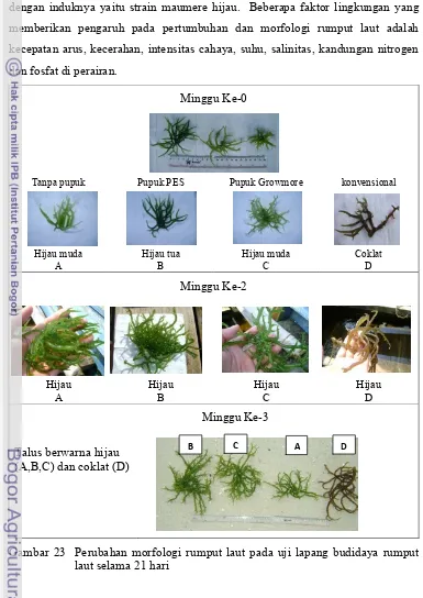 Gambar 23  Perubahan morfologi rumput laut pada uji lapang budidaya rumput 