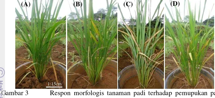 Gambar 3 Respon morfologis tanaman padi terhadap pemupukan pada 
