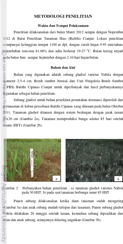 Gambar 2Perbanyakan bahan penelitian : a) tanaman gladiol varietas Nabila