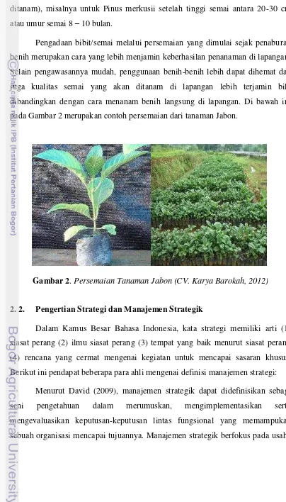 Gambar 2. Persemaian Tanaman Jabon (CV. Karya Barokah, 2012) 