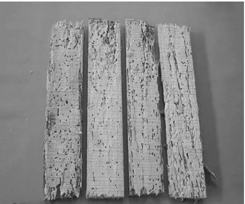 Figure 1. Untreated rubber-wood timbers exposed for about 8 months have been totally destroyed by the powder post beetle 