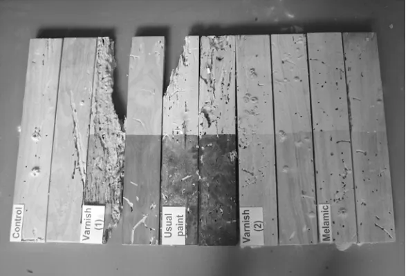 Figure 2. Damage caused by powder post beetle H. aequalis on totally coated rubber-woods