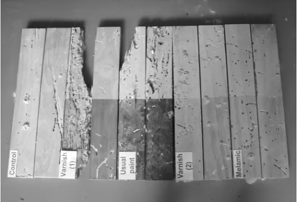 Figure 2. Damage caused by powder post beetle H. aequalis on totally coated rubber-woods
