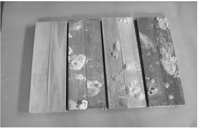 Figure 4. Damage of rubber-wood samples after three years exposure. From left, two samples each, coated with: Melamine, Varnish 1, Varnish 2 and Paint