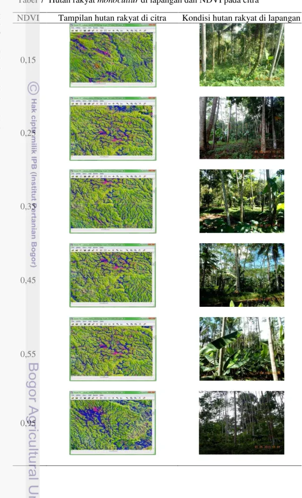Tabel 7  Hutan rakyat monocultur di lapangan dan NDVI pada citra 