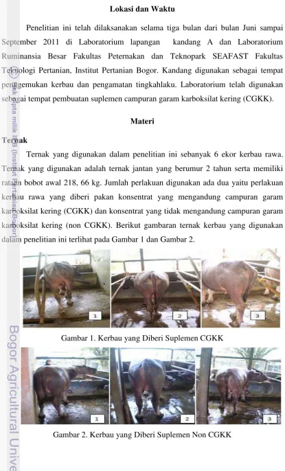 Gambar 2. Kerbau yang Diberi Suplemen Non CGKK 
