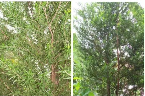 Gambar 1.  Pohon wangi yang di tanam di halaman rumah di KTH Rimba Sejahtera Lw.   Liang, Bogor pada ketinggian 450 dpl (foto dokumen Gusmailina) 