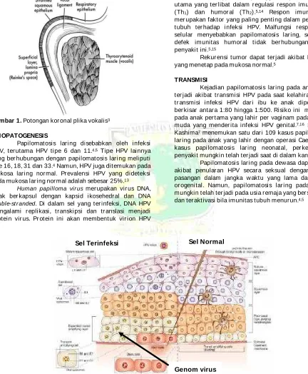 Gambar 1. Potongan koronal plika vokalis 3  