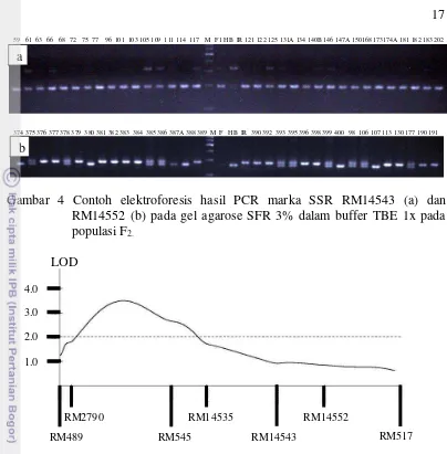 Gambar 4 Contoh elektroforesis hasil PCR marka SSR RM14543 (a) dan 