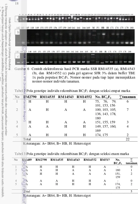 Gambar 6  Contoh elektroforesis hasil PCR marka SSR RM14535 (a), RM14543 