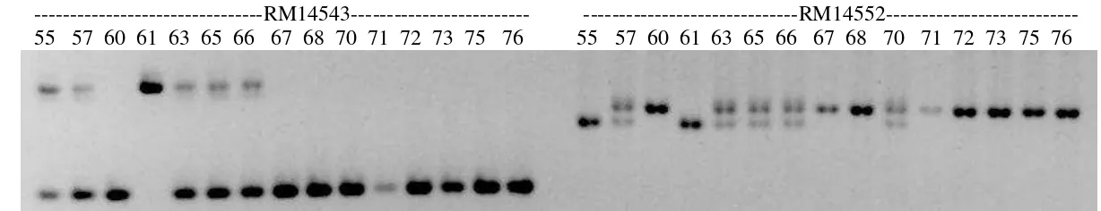Gambar 8 Contoh elektroforesis hasil PCR marka SSR : RM14535, RM14543 dan RM14552 pada gel agarose SFR 3% dalam buffer TBE 1x pada populasi BC2F2 175