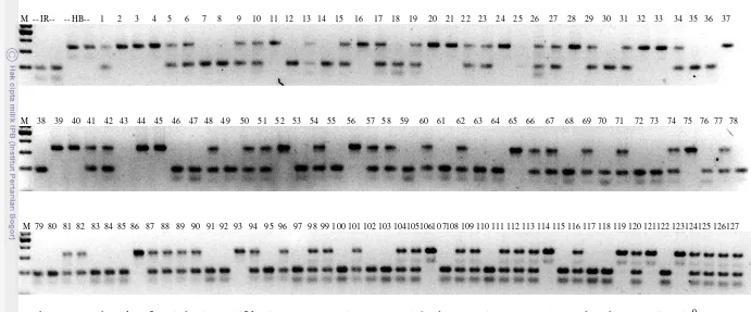 Gambar 9 Contoh elektroforesis hasil amplifikasi DNA populasi  BC2F3 175-63 dengan primer RM14543 pada suhu annealing 550C