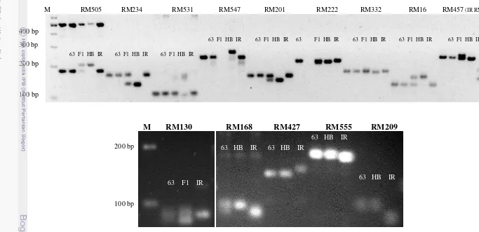 Gambar 10 Contoh elektroforesis hasil amplifikasi DNA tanaman BC2F2 175-63 dengan beberapa primer background