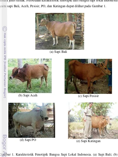 Gambar 1. Karakteristik Fenotipik Bangsa Sapi Lokal Indonesia. (a) Sapi Bali; (b) 