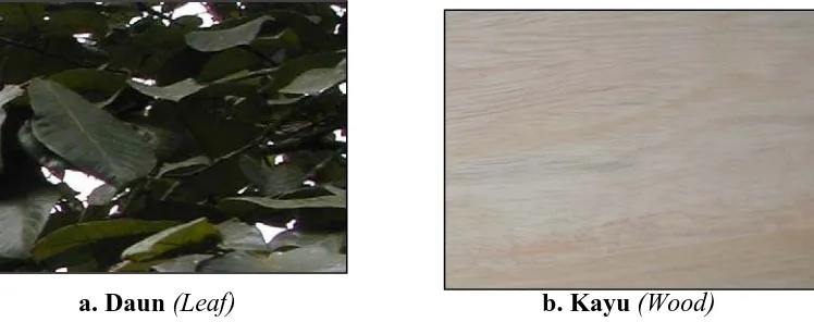 Gambar 3.  Profile daun (a) dan kayu (b) jenis pohon mobe Figure 3. Characteristics profile of leaves (a) and wood (b) from mobe tree species  