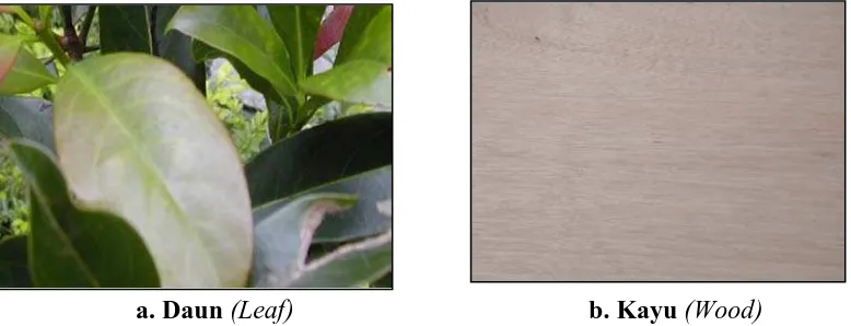 Gambar 4.  Profile daun (a) dan kayu (b) jenis pohon medang landit Figure 4. Characteristics profile of leaves (a) and wood (b) from medang landit  tree species  