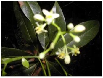 Gambar 1.  Profile daun/bunga (a) dan kayu (b) jenis pohon salagundi Figure 1. Characteristics profile of leaves/flowers (a) and wood (b) from salagundi tree species  