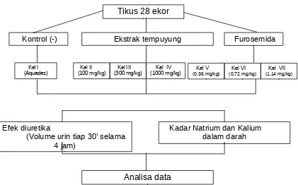 Gambar : Skema kerja pengujian efek diuretika serta kadar natrium dan kalium darahantara pemberian ekstrak etanol daun tempuyung (Sonchus arvensis Linn)dengan furosemida