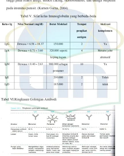 Tabel V. Sifat kelas Imunoglobulin yang berbeda-beda 
