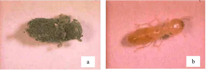 Gambar 1. Rayap yang terinfeksi jamur (a) dan rayap yang sehat (b) 