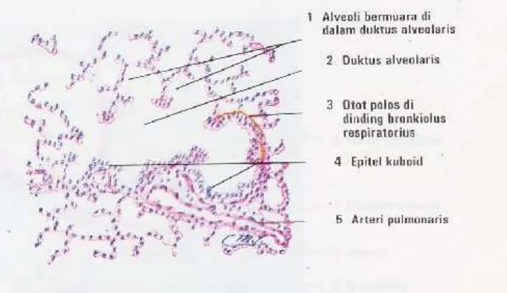 Gambar 4 Bronkiolus Respiratorius. Pulasan Hematosilin-eosin. 