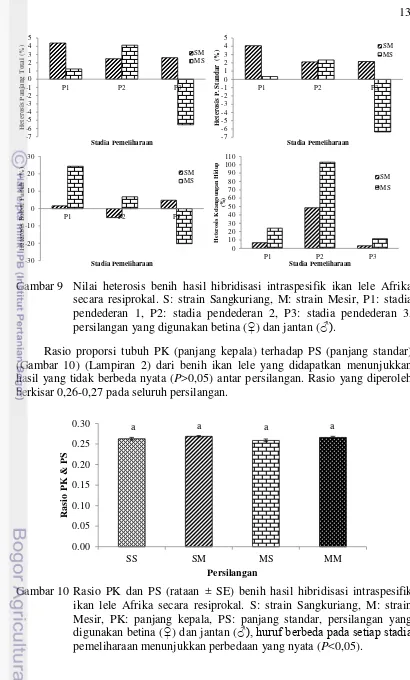 Gambar 9 Nilai heterosis benih hasil hibridisasi intraspesifik ikan lele Afrika 