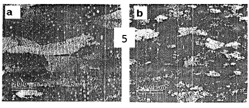 Gambar 2.1. Struktur mikro ¼ tebal dari permukaan a. Tebal 5 mm   b. Tebal 1,9 mm (Berg, 1995) 