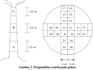Gambar 1. Pengambilan contoh pada pohon Figure 1. Selection of samples  