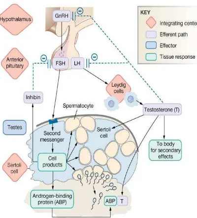 Gambar 5. Mekanisme pengaturan hormon spermatogenesis (Dee, 