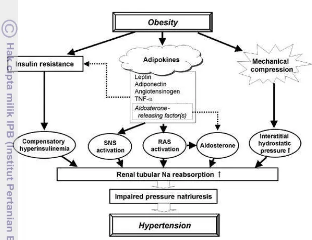 Gambar 9 Peran obesitas dan adipokines dalam menginduksi hipertensi 