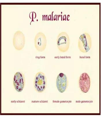 Gambar 1. Plasmodium Malaria (Sumber: Haryanto P.N, 2000) 