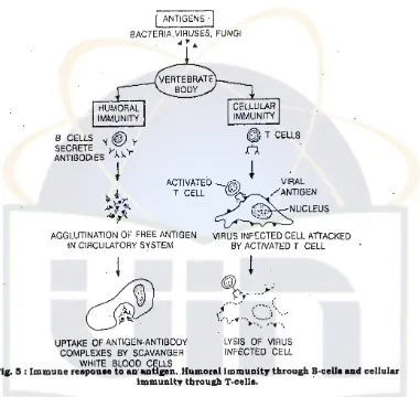 Gambar 3. Mekanisme respon imun terhadap antigen McGilvery, 1996). 