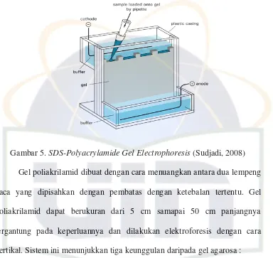 Gambar 5. SDS-Polyacrylamide Gel Electrophoresis (Sudjadi, 2008) 