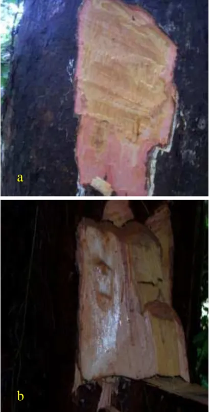 Gambar (Figurepada dua varietas yang diduga berbeda pada ulin: (a) bentuk daun pada var