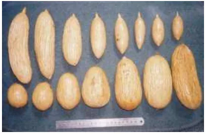 Gambar (Figure) 4. Karateristik biji ulin (The characteristic of ulin seeds)  