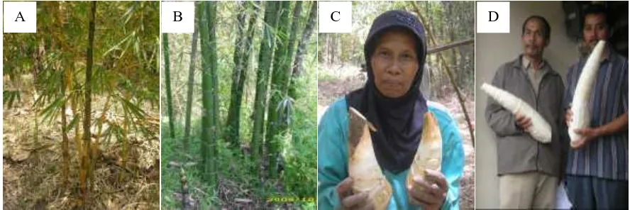 Gambar (Figure) 1.  A. Tanaman bambu ampel gading (Plant of Bambusa vulgaris Shrader ex var