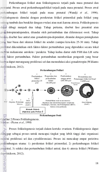 Gambar 2.Proses Folikulogenesis. 