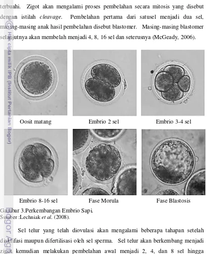 Gambar 3.Perkembangan Embrio Sapi. 