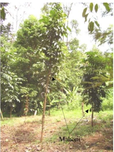 Tabel (Table) 1. Pertumbuhan tinggi dan diameter hingga umur tiga tahun (The height and diameter growth after three years old) 