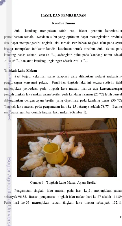 Gambar 1.  Tingkah Laku Makan Ayam Broiler 