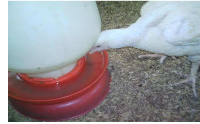Gambar 2.  Tingkah Laku  Ayam Broiler Saat Minum 
