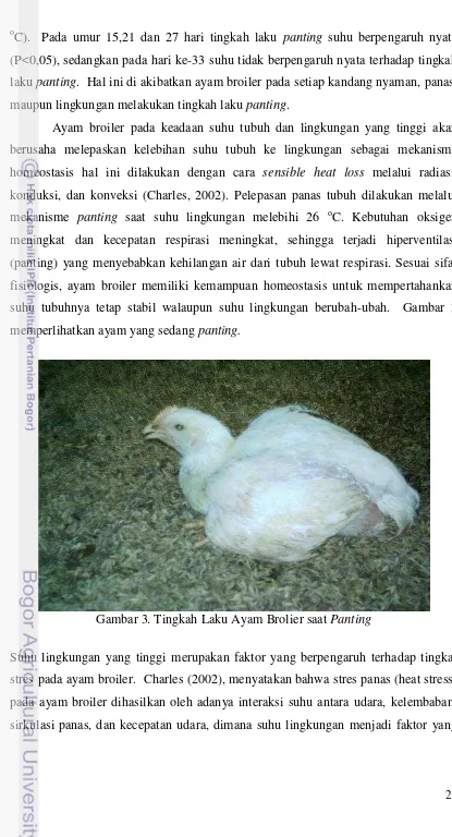 Gambar 3. Tingkah Laku Ayam Brolier saat Panting  